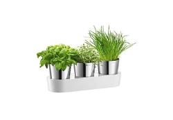 Auerhahn HERBS@HOME Kräut Auerhahn HERBS@HOME Kräut